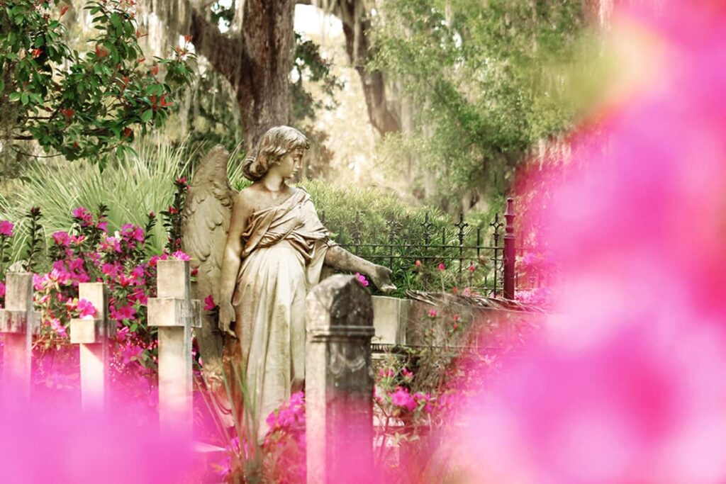 Peering through hot pink azalea blooms in Bonaventure Cemetery at a headstone of a solemn angel with one hand outstretched. Three cross headstones can be seen at her side and there is lush greenery and trees heavy with Spanish moss in the background
