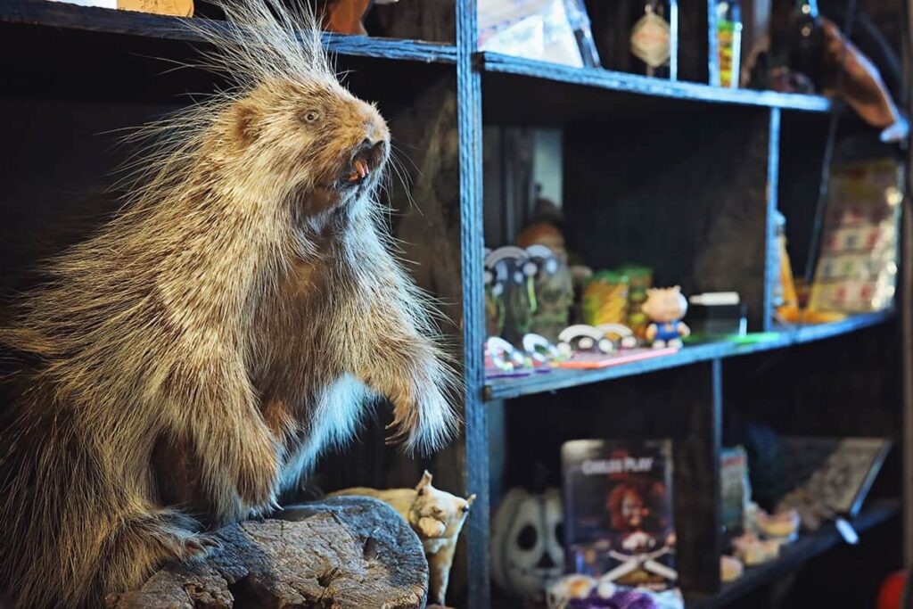 A strange-looking taxidermy critter with long fur, posing on a log inside Graveface Records. A dark blue shelf loaded with knick-knacks is visible in the background
