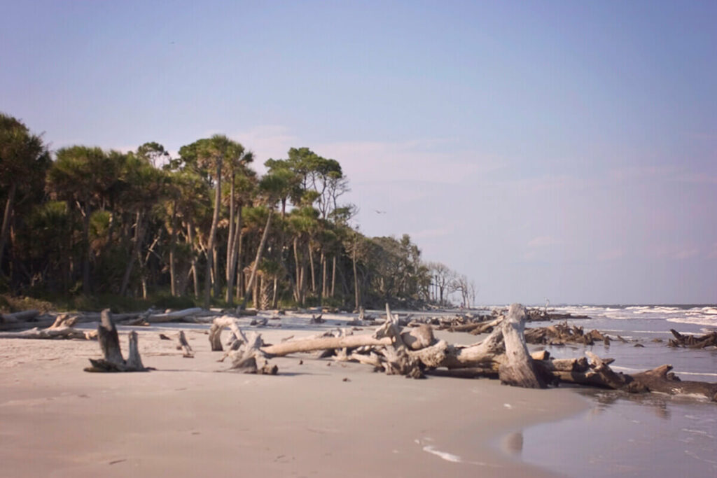 Hunting Island is one of the more natural beaches near Savannah GA, with pine trees that reach to the water's edge and a "boneyard" of old tree skeletons scattered along the shoreline