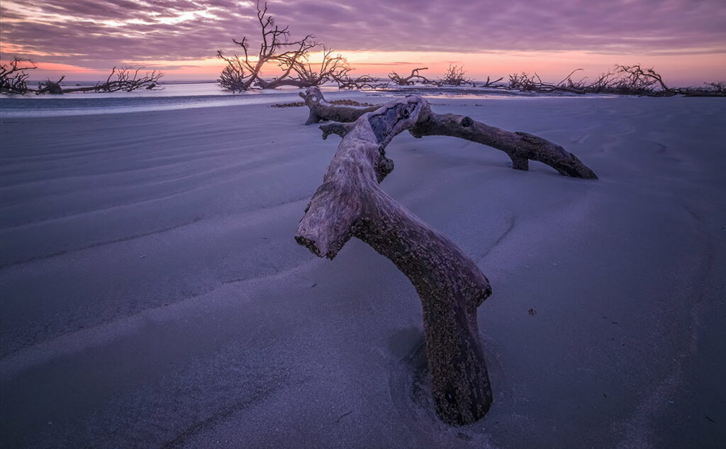 Gnarled branches of old trees silhouetted against a purple and orange sunrise on Hunting Island, SC