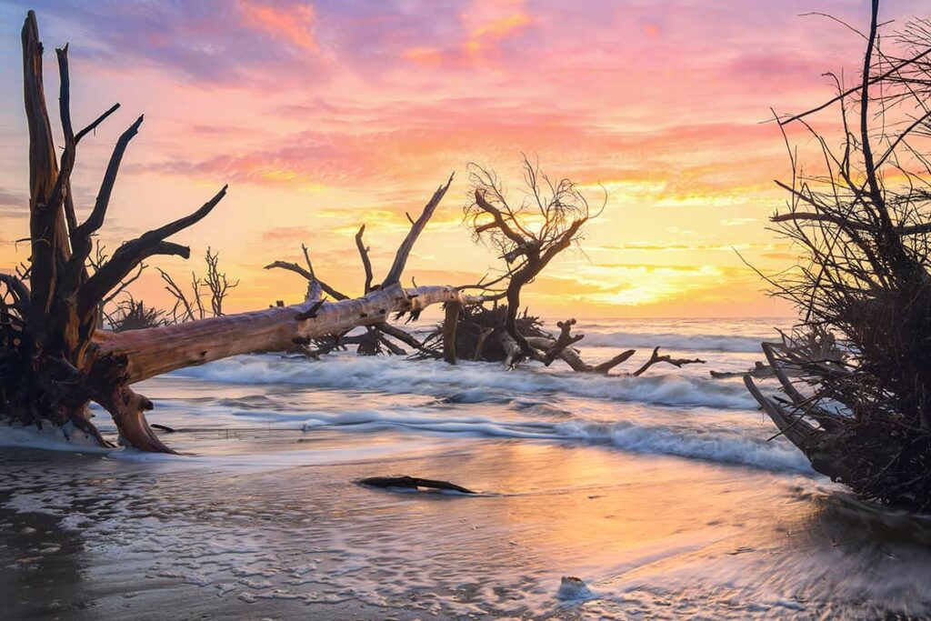 Dead trees silhouetted against a yellow, orange, and pink sunrise on Edisto Island, South Carolina