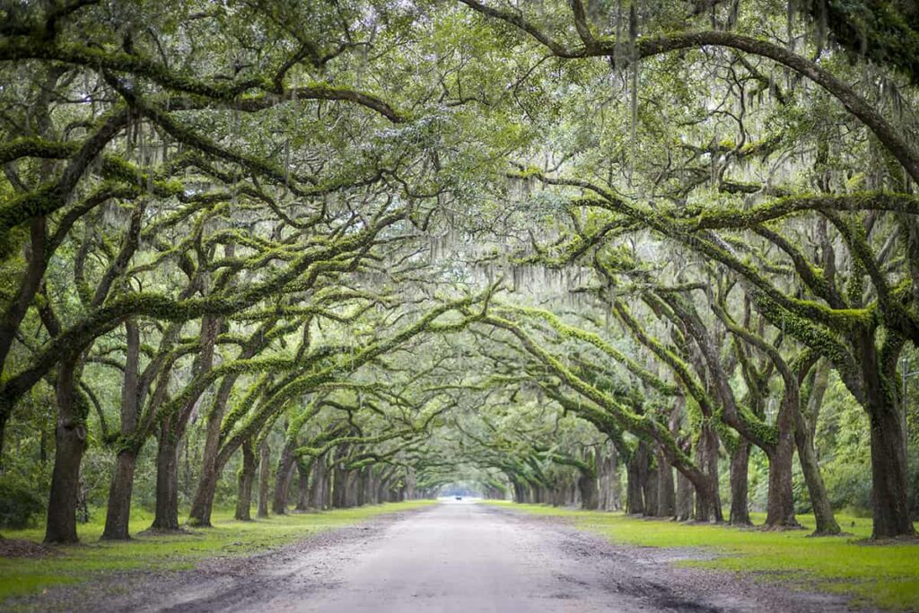 Quiet southern dirt road at Wormsloe Historic Site lined by oak trees with moss-covered branches overhanging the road