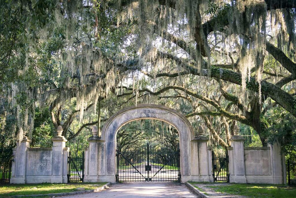 The entrance to Wormsloe Historic Site in Savannah framed by beautiful old Southern live oaks and sunlight streaming through the Spanish moss
