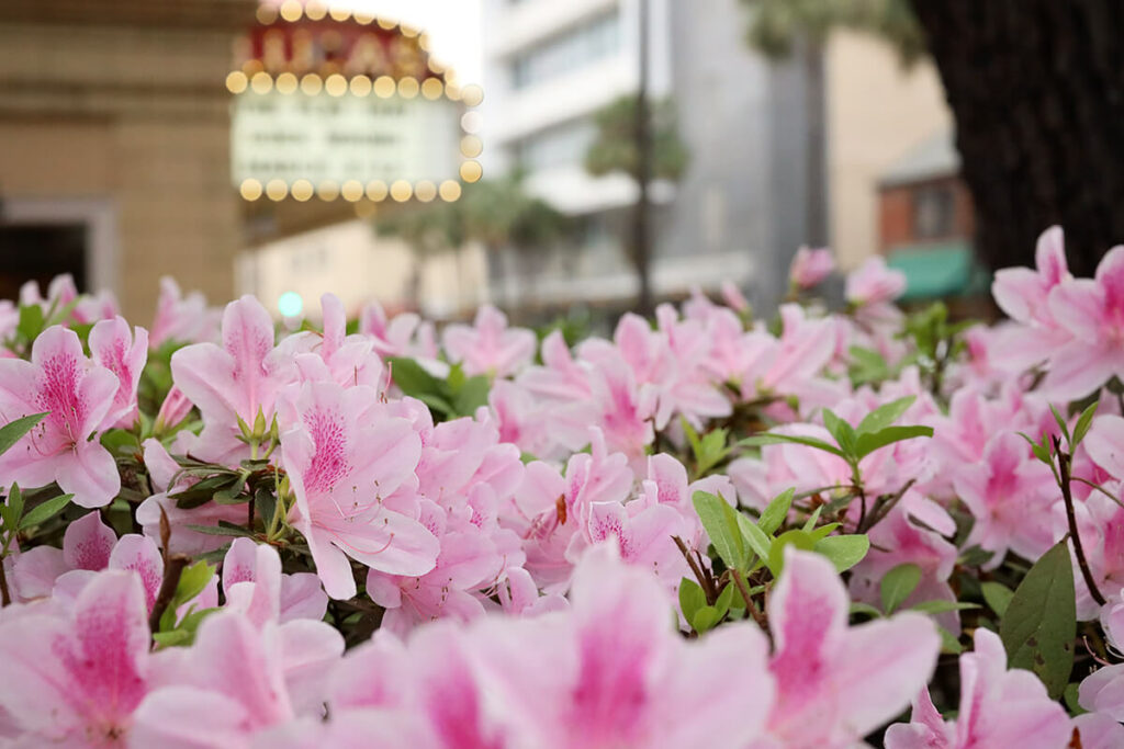 Hundreds of large pink azaleas in the foreground with a blurred marquis sign for the Lucas Theatre in Savannah in the background