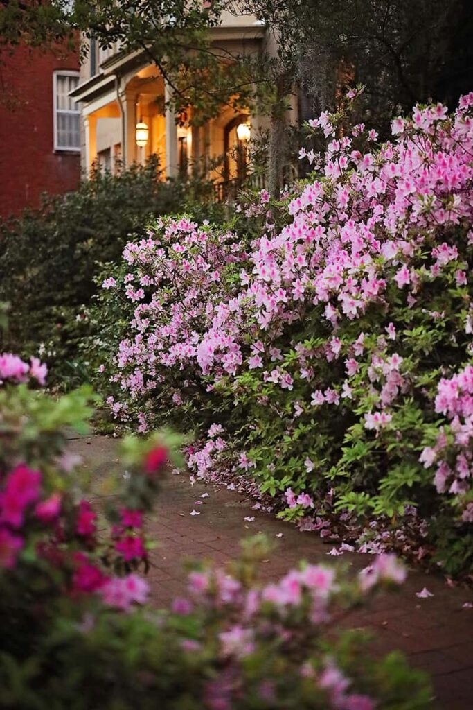 A brick sidewalk in Savannah surrounded on both sides by oversized azalea bushes overflowing with pink blossoms