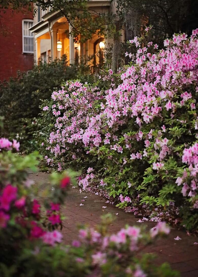 A brick sidewalk in Savannah surrounded on both sides by oversized azalea bushes overflowing with pink blossoms
