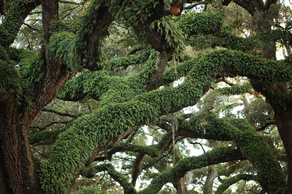The thick branches of a Southern live oak covered in bright green resurrection fern in Savannah, Georgia