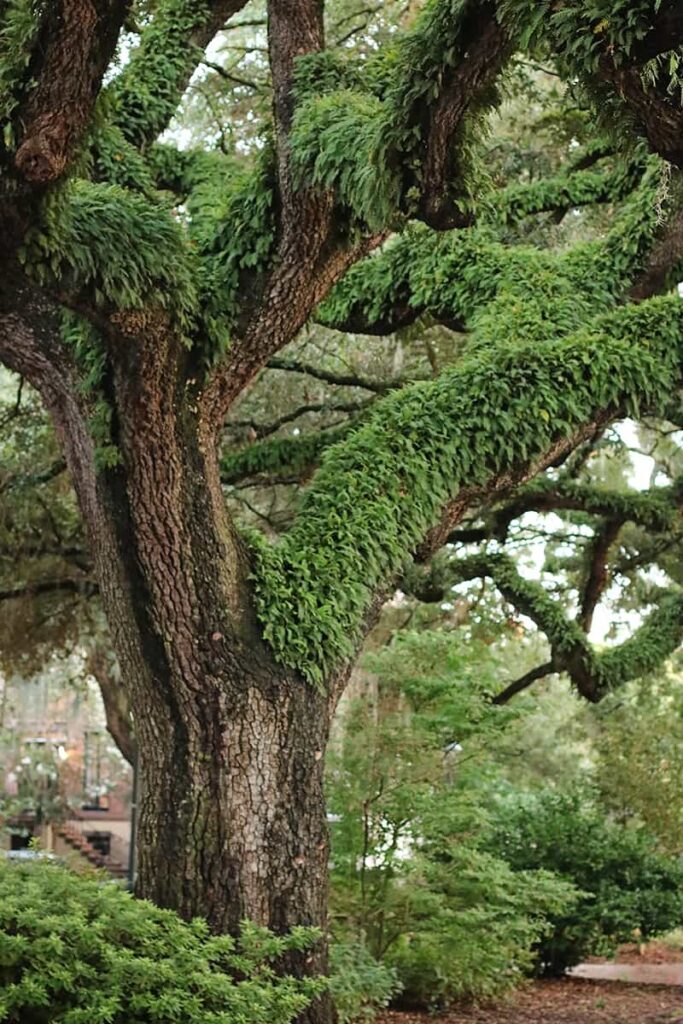 Massive oak tree with branches covered in bright green resurrection fern in Savannah, Georgia