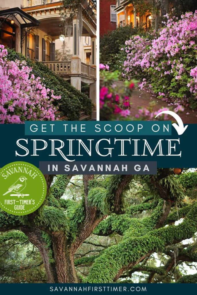 Pinnable graphic showing two photos of pink and white azaleas and one photo of a tree covered in Resurrection fern. Text overlay reads "Get the Scoop on Spring in Savannah" and shows the Savannah First-Timer's Guide logo in white on a green circle