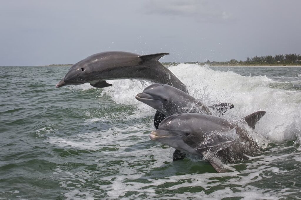 Close-up of three Atlantic bottlenose dolphins leaping out of the water with Hilton Head Island visible in the background