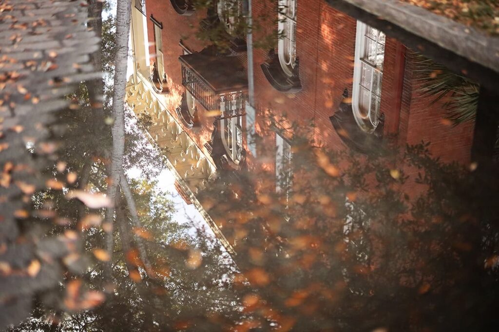 Golden leaves from a Southern live oak reflected in a puddle of water adjacent to the Mercer Williams House