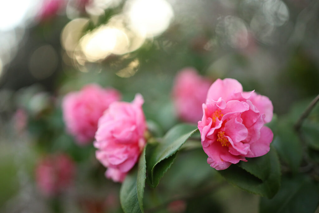 Close-up of pink camellias with a bokeh background