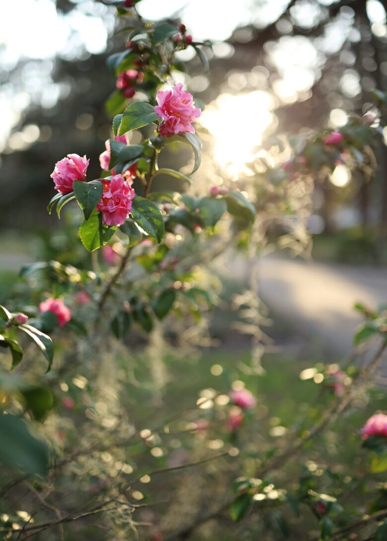 Pink camellias backlit by the sun in Forsyth Park on a winter day in Savannah