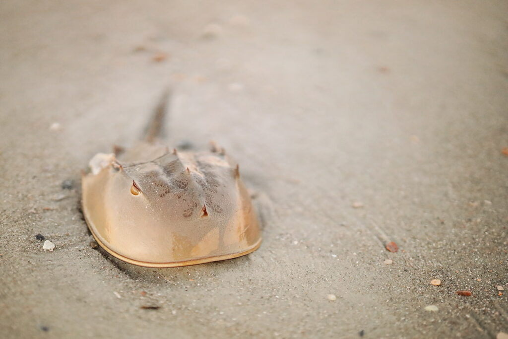 A small horseshoe crab takes on golden hues from the sunset along the sandy shores of Mitchelville Beach on Hilton Head Island
