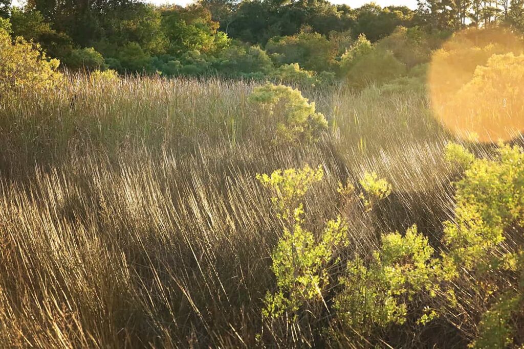 Sun flares cast a golden glow over an image of dried marsh grasses in Fish Haul Beach Park. Autumnal pops of orange and green are visible in the trees in the background