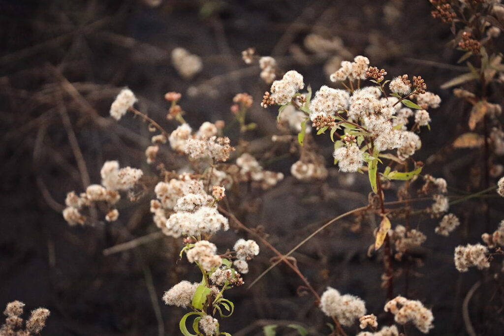 The seedy, off-white blooms of cotton weed contrast sharply against the brown backdrop of the marsh in Fish Haul Beach Park
