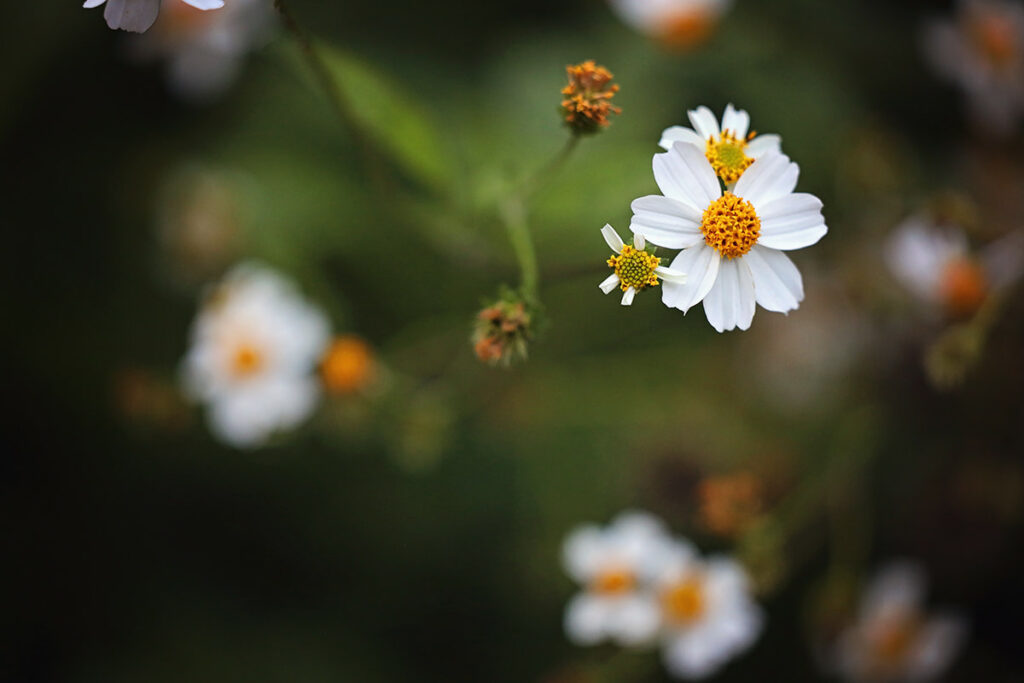 Macro shot of weeds that are daisy-like in appearance, with a blurred green and brown background