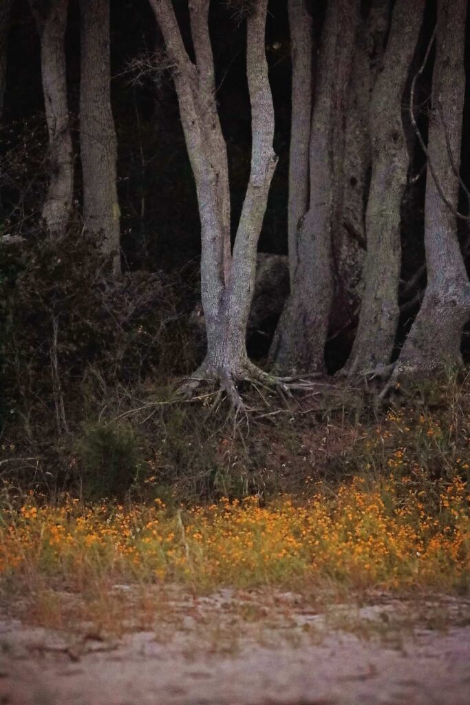 A dark forest of white-trunked trees intersects with a row of yellow flowers before reaching the sand on Mitchelville Beach