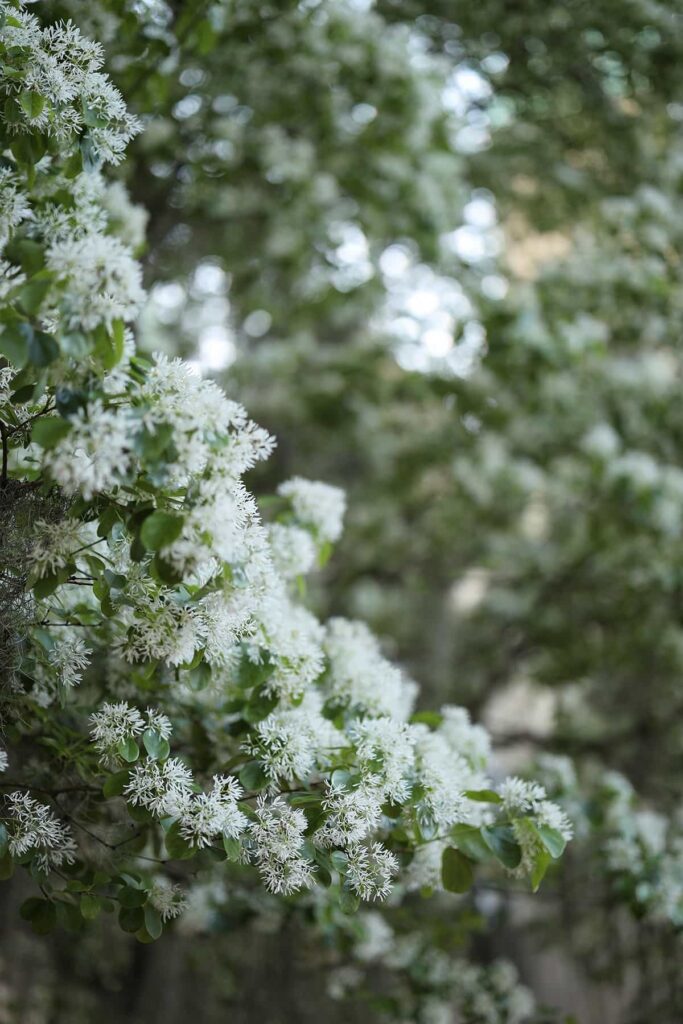 The branch of a Chinese fringe tree loaded with hundreds of delicate white blossoms