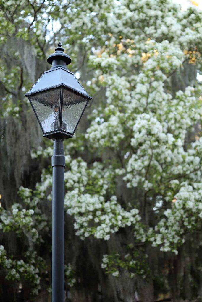 Black gas lantern surrounded by a fringe tree covered in Spanish moss and delicate white blooms
