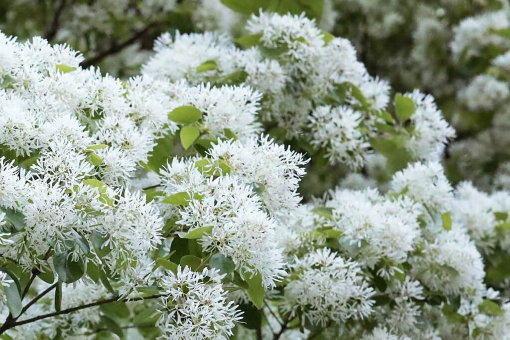Close-up of the delicate white blossoms on a Chinese fringe tree. Each bloom contains a cluster of dozens of elongated white petals