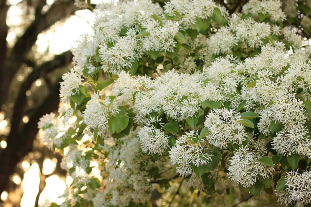 Dozens of clusters of delicate white blooms form cotton-ball or popcorn-like shapes in a Chinese fringe tree, which is backlit by the golden glow of the setting sun in Savannah