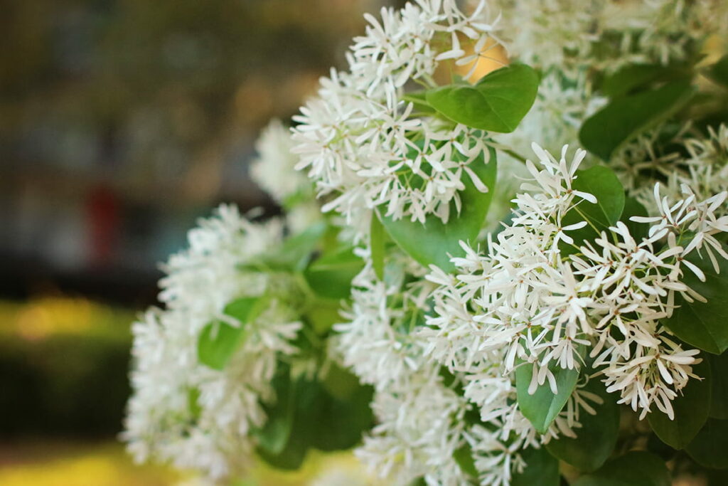 Close-up of hundreds of delicate white blooms silhouetted against bright-green leaves on a Chinese fringe tree in Savannah