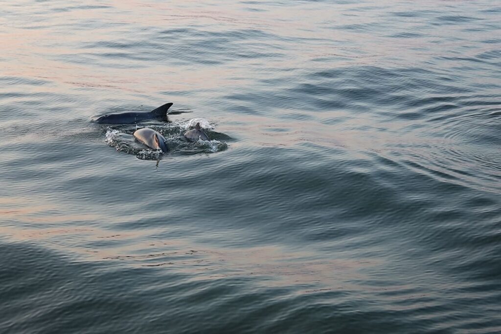Two baby dolphins swim alongside a bigger dolphin as the setting sun casts a pink glow over the water in Hilton Head