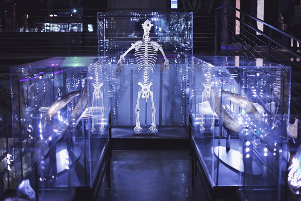 Glass display cases filled with fossils and illuminated by purple lighting in the lobby of the JW Marriott Plant Riverside