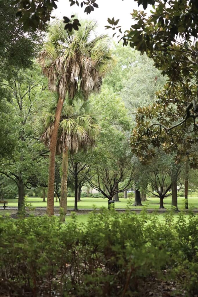 Two palm trees in the distance in Forsyth Park, as seen through a curtain of greenery from trees and bushes in the foreground