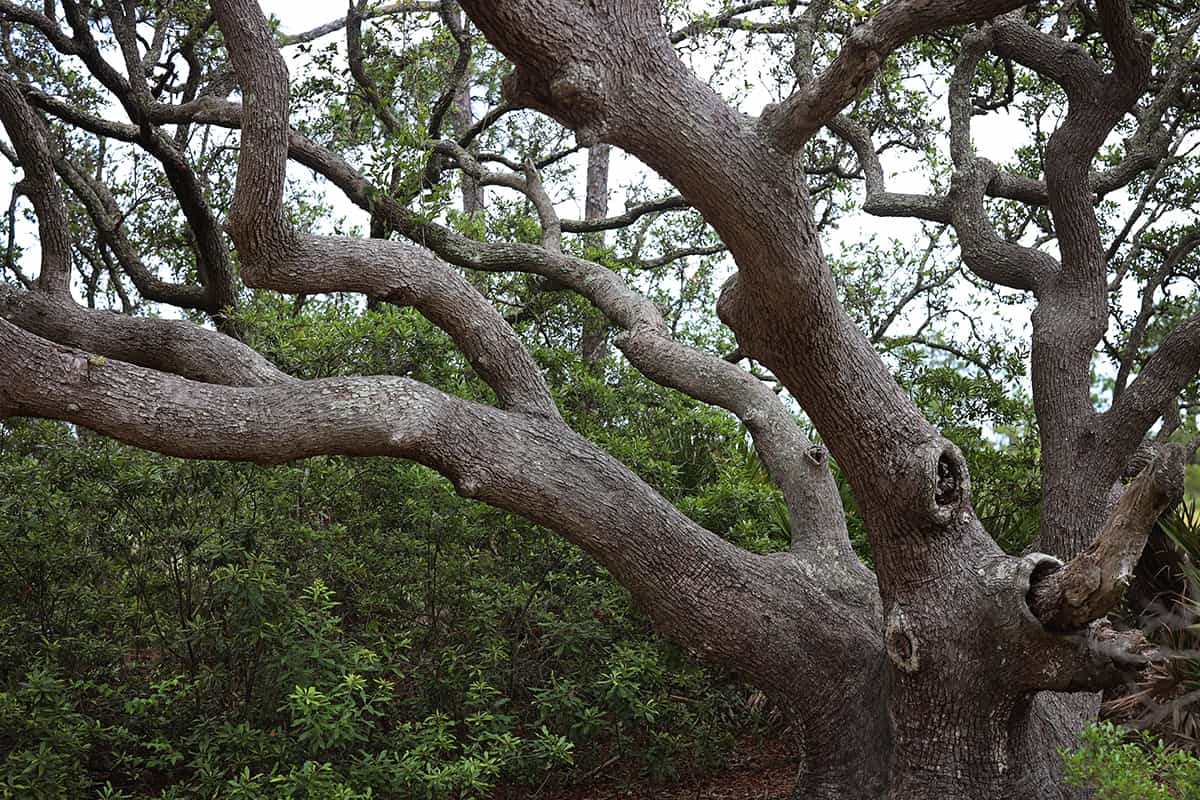 Hilton Head Island: 2025 First-Timer's Guide - Savannah First-Timer's Guide