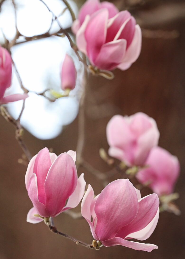 Half a dozen pink tulip tree buds blooming during March in Savannah