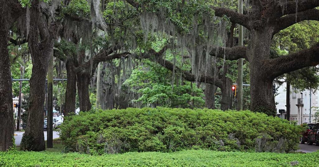Southern live oaks loaded with bright green leaves and covered with Spanish moss during June in Savannah