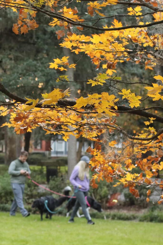 A couple walks their dogs on a crisp fall day in Savannah. The grass and shrubbery in Forsyth Park are green, while a tree in the foreground displays seasonal yellow and orange leaves
